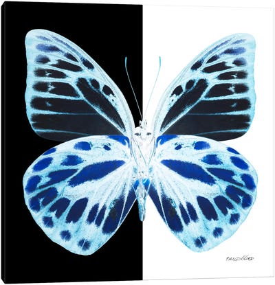 Miss Butterfly Prioneris X-Ray (B&W Edition) Canvas Art Print