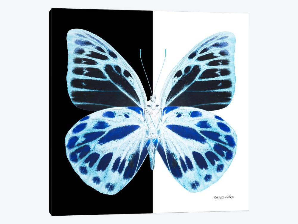 Miss Butterfly Prioneris X-Ray (B&W Edition) by Philippe Hugonnard 1-piece Canvas Wall Art