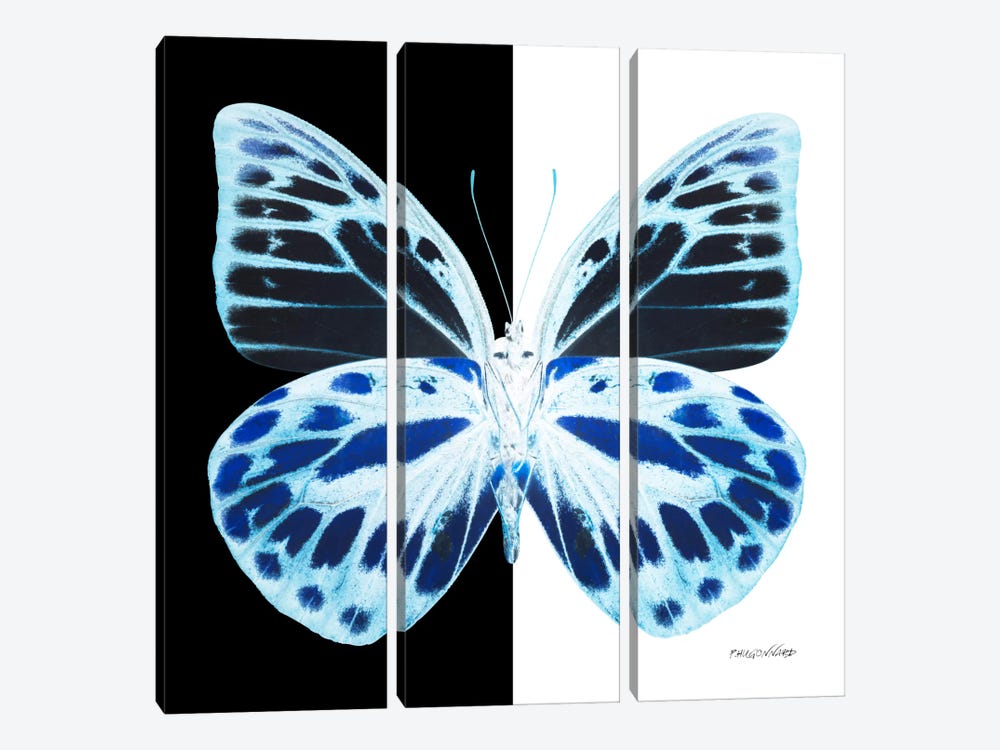 Miss Butterfly Prioneris X-Ray (B&W Edition) by Philippe Hugonnard 3-piece Canvas Artwork