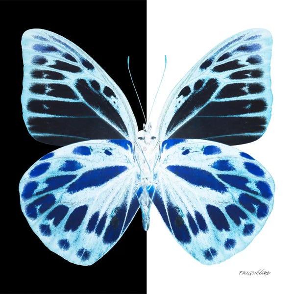 Color Pop Photography: Miss Butterfly Prioneris X-Ray (B&W Edition) by Philippe Hugonnard