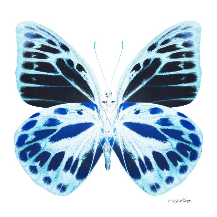 Miss Butterfly Prioneris X-Ray (White Edition)