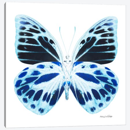 Miss Butterfly Prioneris X-Ray (White Edition) Canvas Print #PHD323} by Philippe Hugonnard Canvas Art Print