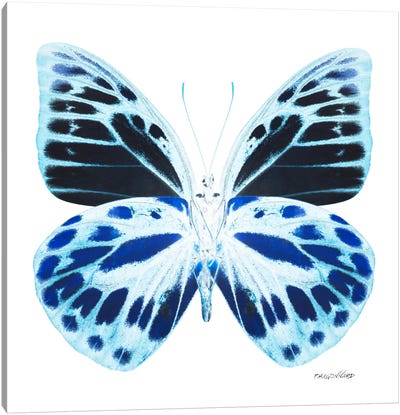 Miss Butterfly Prioneris X-Ray (White Edition) Canvas Art Print