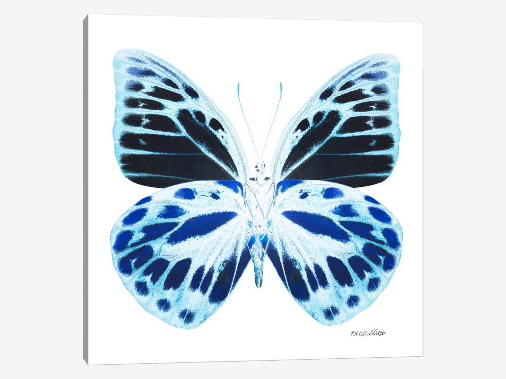 Miss Butterfly Prioneris X-Ray (White Edition) by Philippe Hugonnard 1-piece Art Print