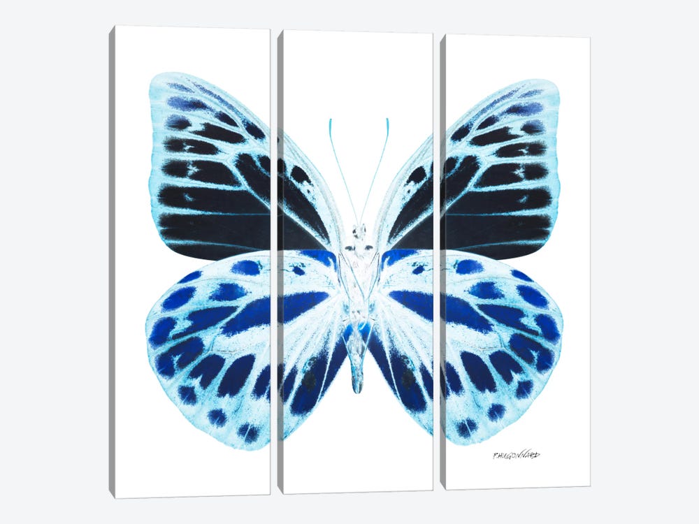 Miss Butterfly Prioneris X-Ray (White Edition) by Philippe Hugonnard 3-piece Art Print