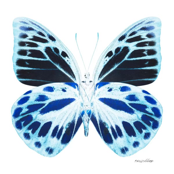 Color Pop Photography: Miss Butterfly Prioneris X-Ray (White Edition) by Philippe Hugonnard
