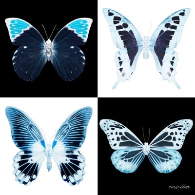 Miss Butterfly X-Ray I by Philippe Hugonnard framed canvas print
