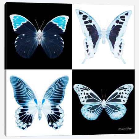 Miss Butterfly X-Ray I Canvas Print #PHD324} by Philippe Hugonnard Canvas Art