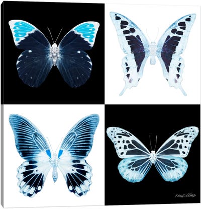 Miss Butterfly X-Ray I Canvas Art Print - Miss Butterfly