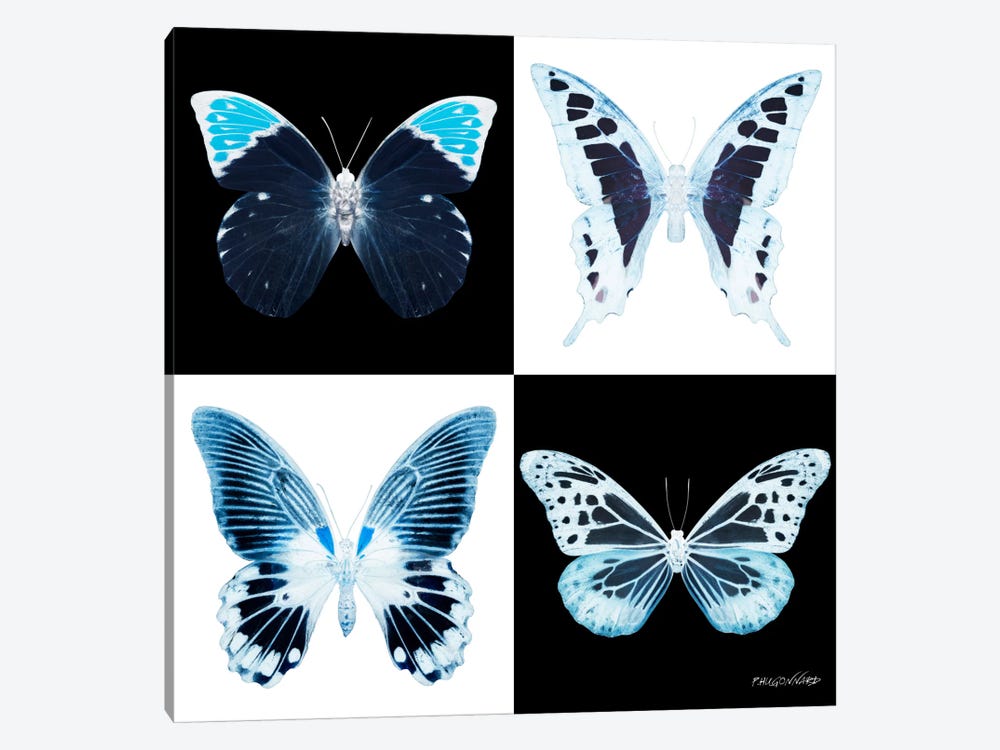 Miss Butterfly X-Ray I by Philippe Hugonnard 1-piece Canvas Artwork