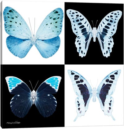 Miss Butterfly X-Ray II Canvas Art Print - Miss Butterfly