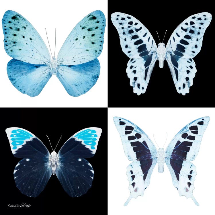 Miss Butterfly X-Ray II by Philippe Hugonnard wall art