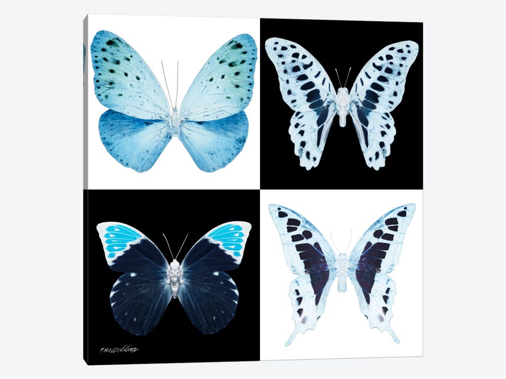 Miss Butterfly X-Ray II by Philippe Hugonnard 1-piece Canvas Print