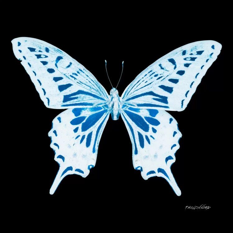 Miss Butterfly Xuthus X-Ray (Black Edition)