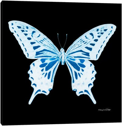 Miss Butterfly Xuthus X-Ray (Black Edition) Canvas Art Print
