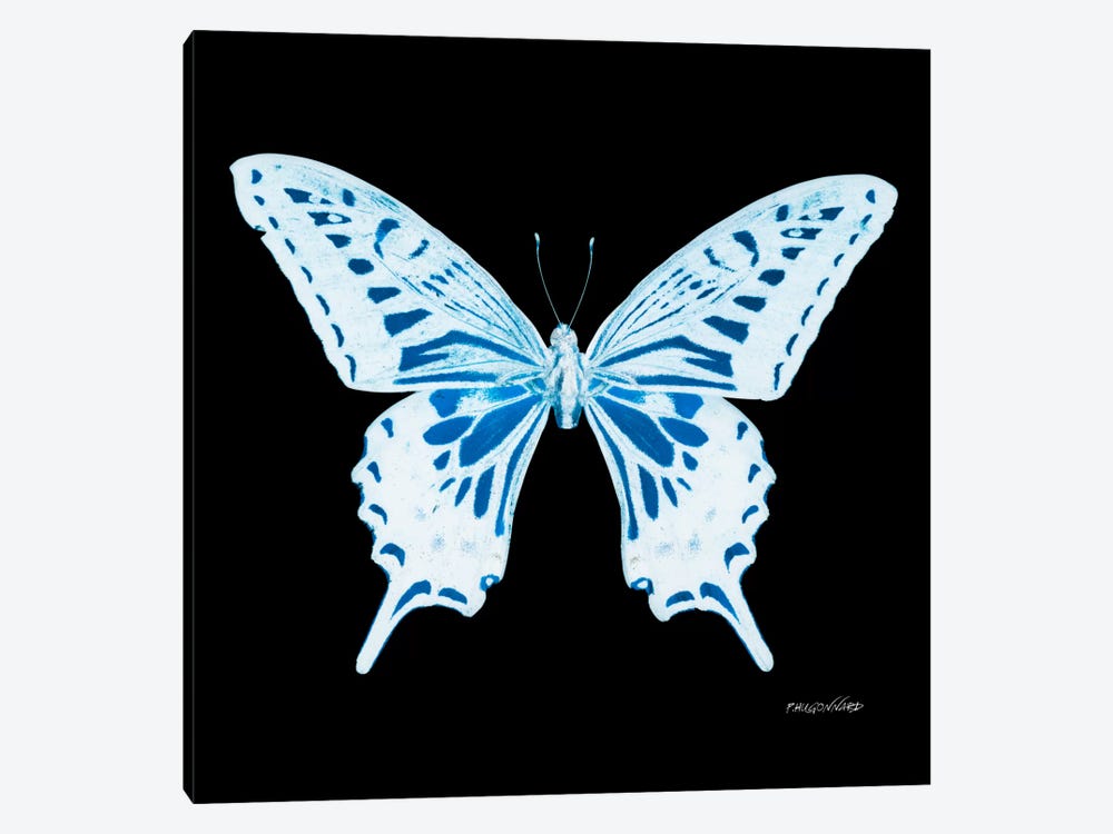 Miss Butterfly Xuthus X-Ray (Black Edition) by Philippe Hugonnard 1-piece Canvas Art