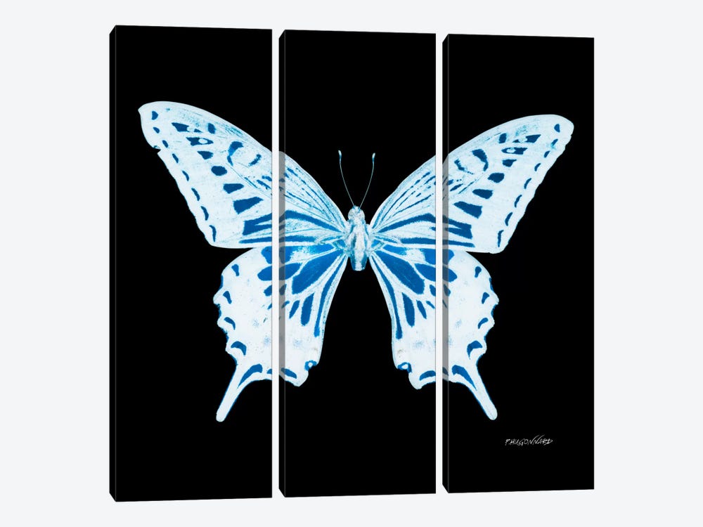 Miss Butterfly Xuthus X-Ray (Black Edition) by Philippe Hugonnard 3-piece Canvas Art