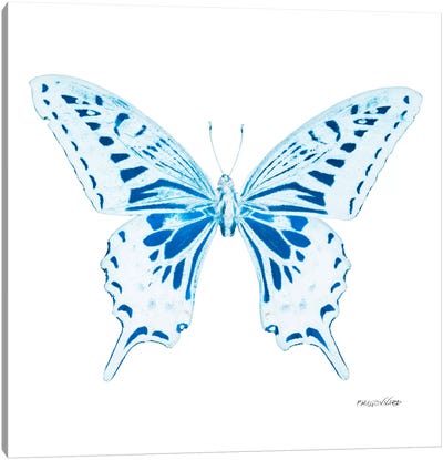 Miss Butterfly Xuthus X-Ray (White Edition) Canvas Art Print - Miss Butterfly