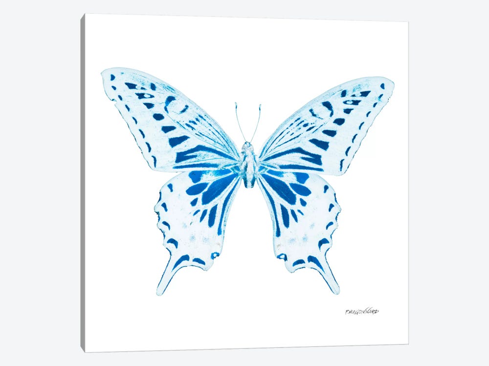 Miss Butterfly Xuthus X-Ray (White Edition) by Philippe Hugonnard 1-piece Canvas Art Print