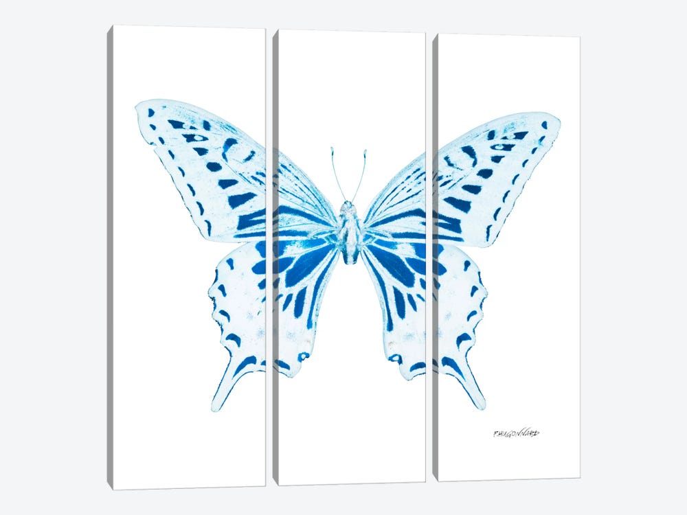 Miss Butterfly Xuthus X-Ray (White Edition) by Philippe Hugonnard 3-piece Canvas Print
