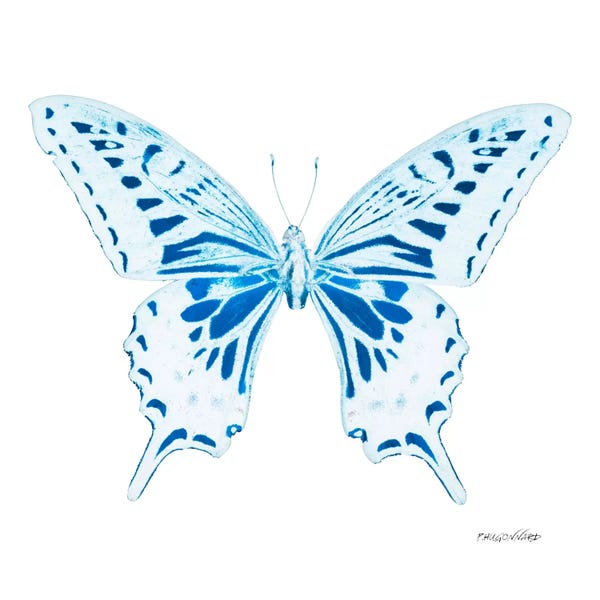 Color Pop Photography: Miss Butterfly Xuthus X-Ray (White Edition) by Philippe Hugonnard