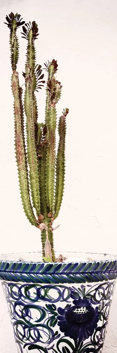 Spanish Terracotta Pot & Castus by Philippe Hugonnard multi panel art