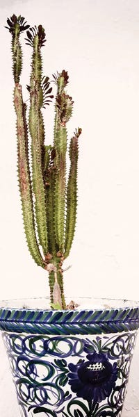 Spain: Spanish Terracotta Pot & Castus by Philippe Hugonnard