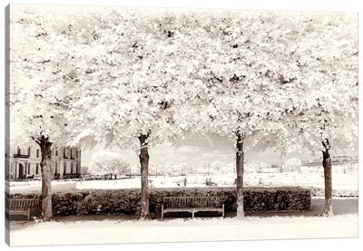 Between Four Trees Canvas Art Print - Paris Winter White Collection