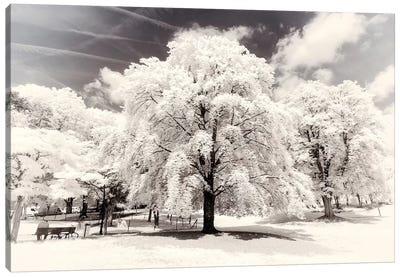 White Trees Canvas Art Print - Paris Photography
