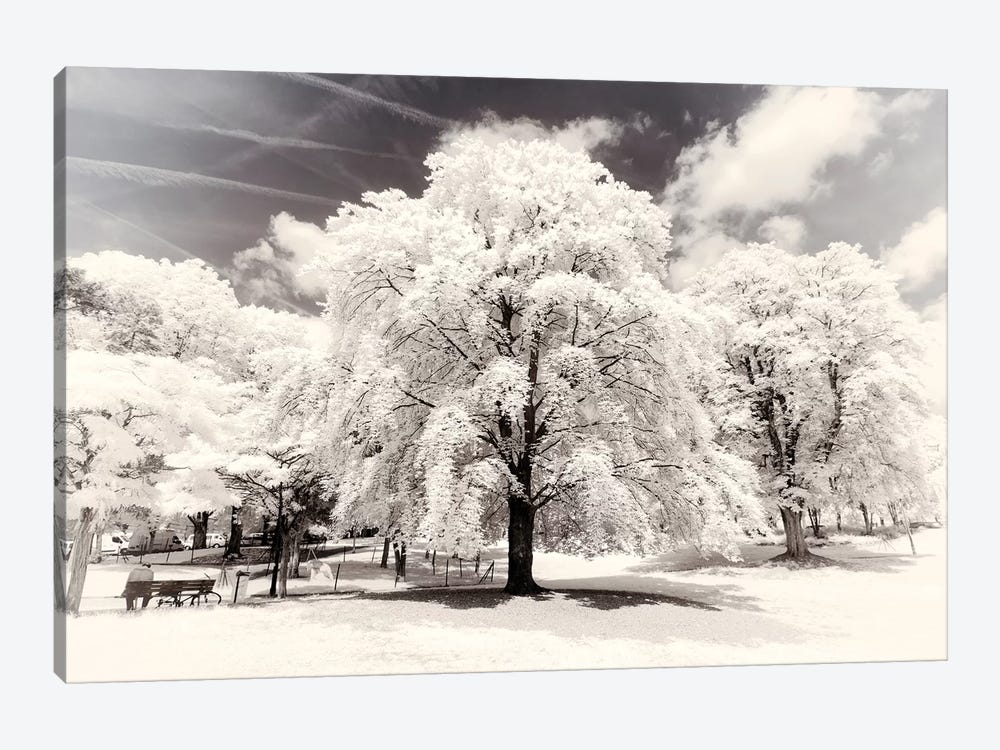 White Trees by Philippe Hugonnard 1-piece Art Print