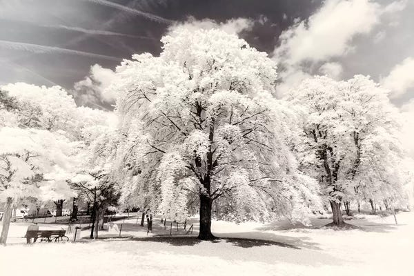 City Parks: White Trees by Philippe Hugonnard