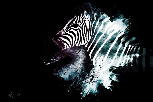 Zebras: The Zebra by Philippe Hugonnard