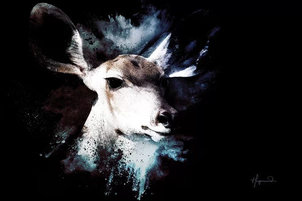 Antelopes: The Impala II by Philippe Hugonnard