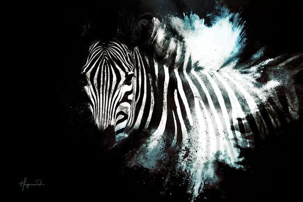 Zebras: The Zebra II by Philippe Hugonnard