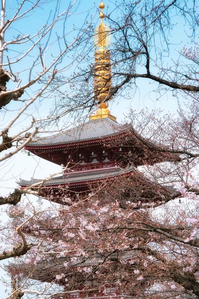 Cherry Trees: Pagoda Senjo-Ji by Philippe Hugonnard