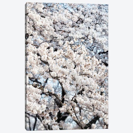 Sakura Cherry Blossoms Canvas Print #PHD829} by Philippe Hugonnard Canvas Artwork