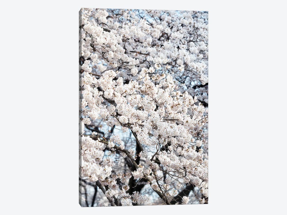 Sakura Cherry Blossoms by Philippe Hugonnard 1-piece Canvas Art