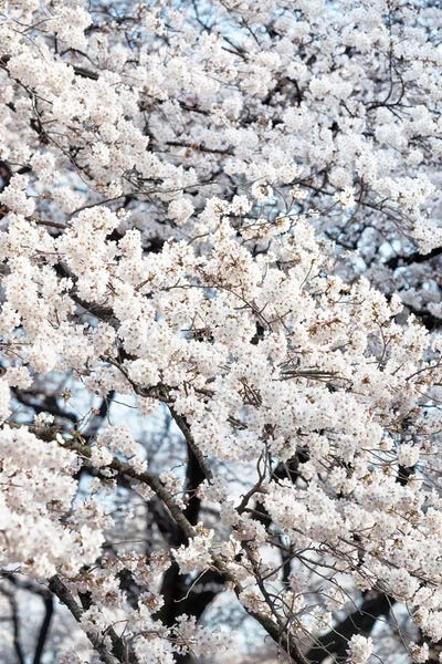 Cherry Trees: Sakura Cherry Blossoms by Philippe Hugonnard