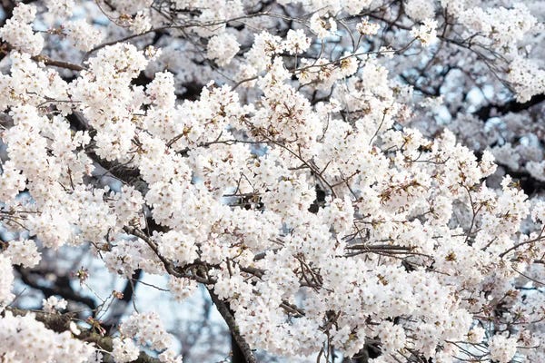 Japanese Décor: Sakura Cherry Blossoms II by Philippe Hugonnard