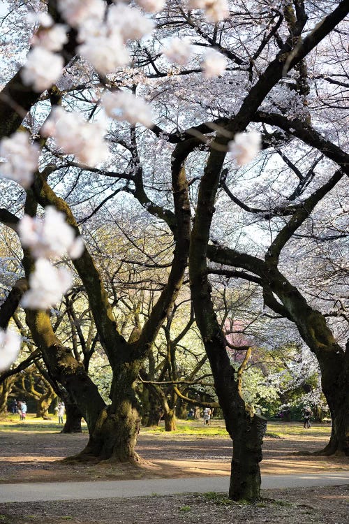 Japanese Trees