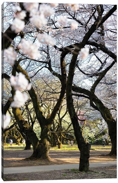 Japanese Trees Canvas Art Print - Japan Rising Sun