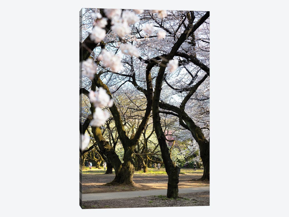 Japanese Trees by Philippe Hugonnard 1-piece Canvas Art Print
