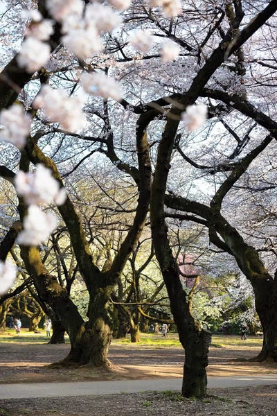 Cherry Trees: Japanese Trees by Philippe Hugonnard