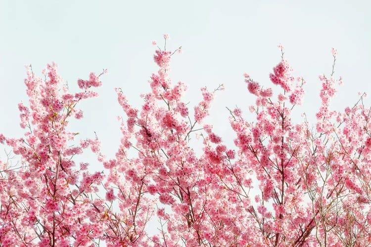 Pink Sakura Tree III