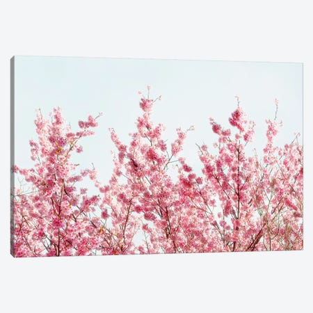 Pink Sakura Tree III Canvas Print #PHD835} by Philippe Hugonnard Canvas Art