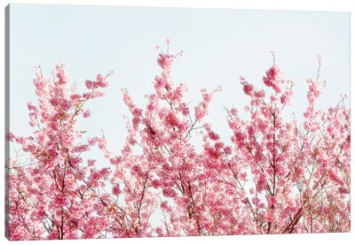 Pink Sakura Tree III Canvas Art Print - Cherry Blossom Art