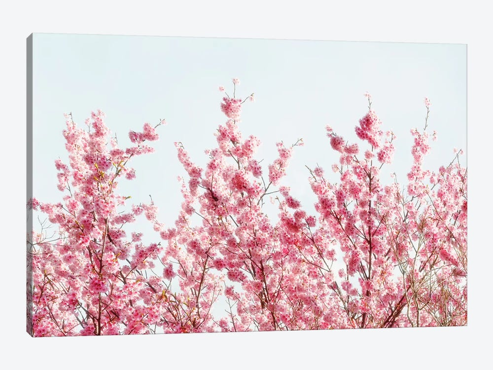 Pink Sakura Tree III by Philippe Hugonnard 1-piece Canvas Print