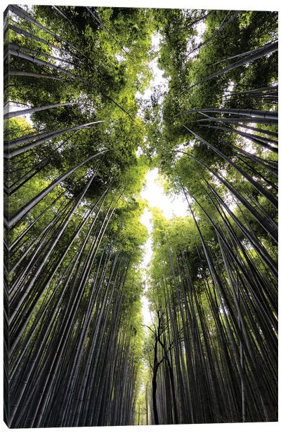 Sagano Bamboo Forest Canvas Art Print - Bamboo Art