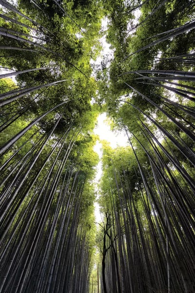 Bamboo: Sagano Bamboo Forest by Philippe Hugonnard