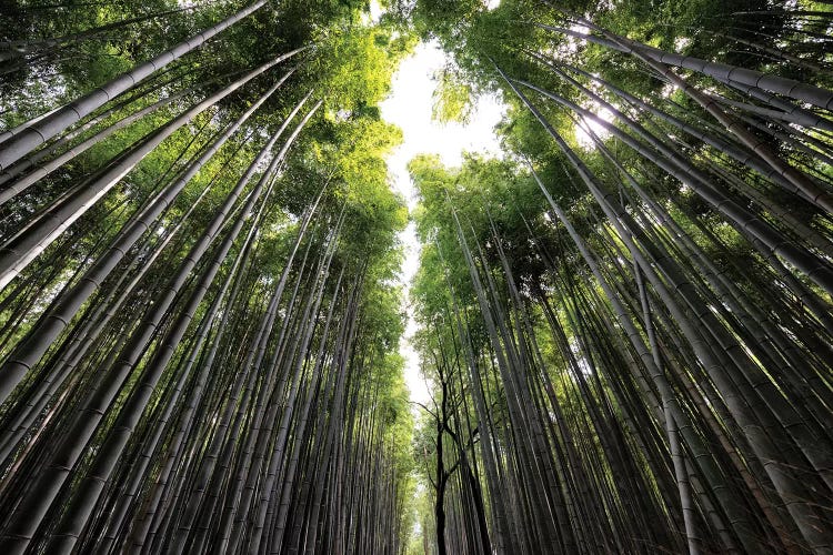 Sagano Bamboo Forest II